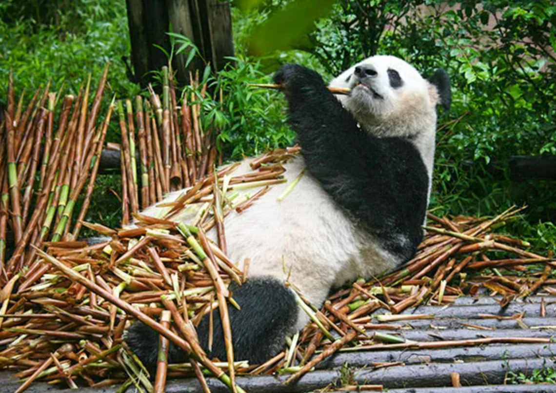 giant panda in chengdu